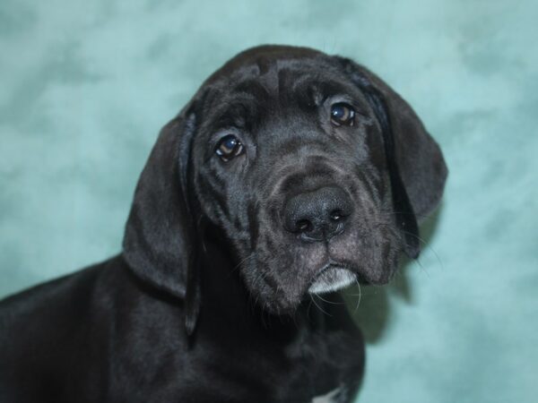 Great Dane DOG Female Black 8338 Petland Dalton, Georgia