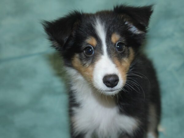 Shetland Sheepdog DOG Female Black / White 8337 Petland Dalton, Georgia