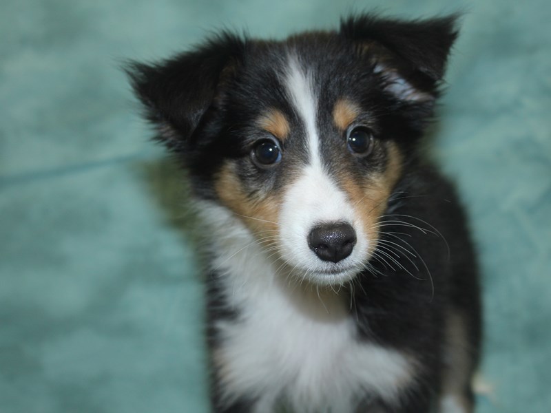 Shetland Sheepdog Puppy Black / White ID:8337 Located at Petland