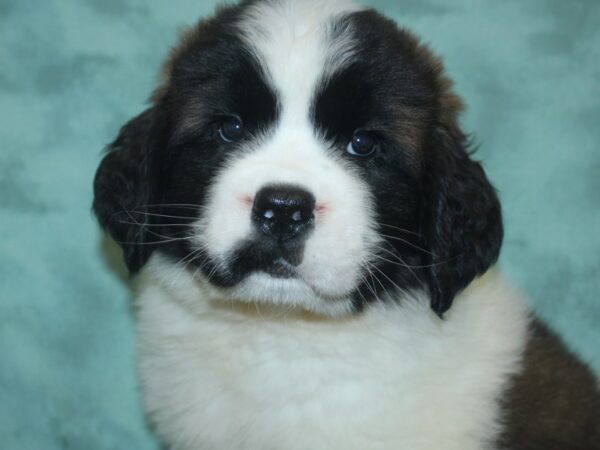 Saint Bernard DOG Female Brown / White 8336 Petland Dalton, Georgia