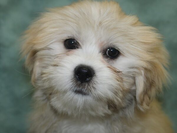 Lhasa Apso DOG Male Golden 18751 Petland Dalton, Georgia