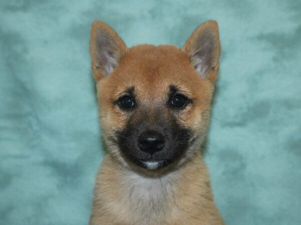 Shiba Inu DOG Female Red 18749 Petland Dalton, Georgia