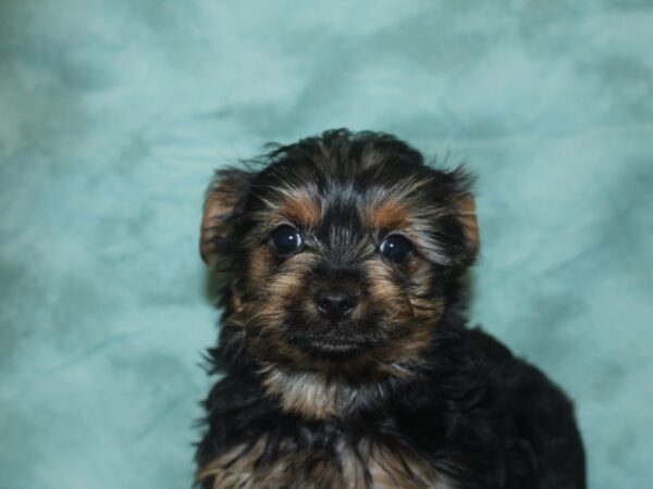 Yorkshire Terrier DOG Male BLK TAN 18752 Petland Dalton, Georgia