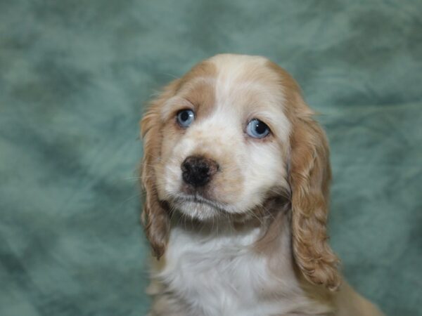 Cocker Spaniel DOG Female BUFF WH 8341 Petland Dalton, Georgia