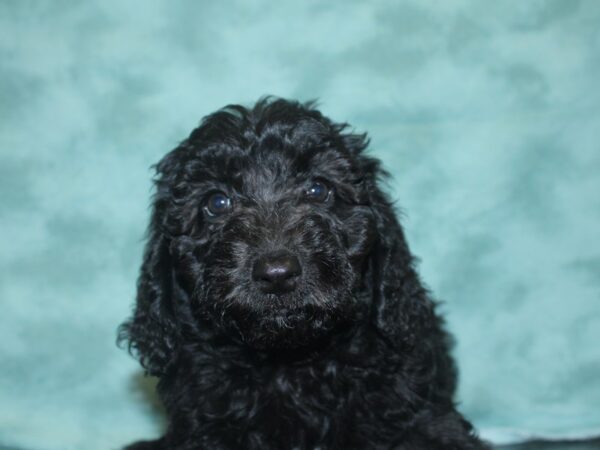 Moyen Goldendoodle DOG Female Black 8340 Petland Dalton, Georgia