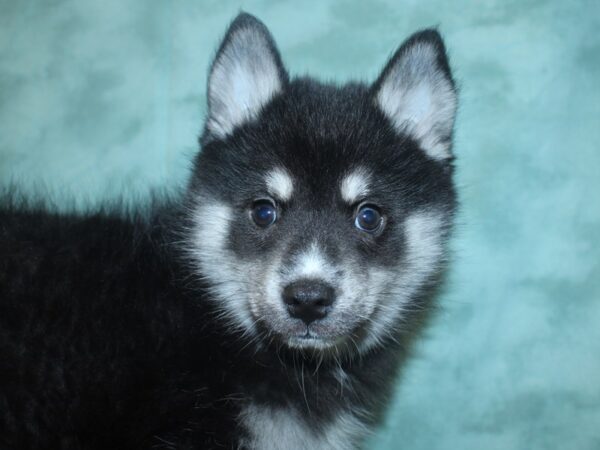 Pomsky DOG Male Black / Tan 18760 Petland Dalton, Georgia