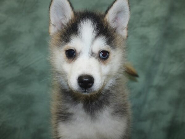 Pomsky DOG Male Gray / White 18759 Petland Dalton, Georgia