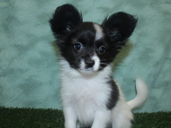 Papillon DOG Male Black / White 18758 Petland Dalton, Georgia