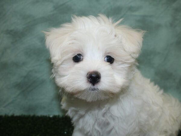 Maltese DOG Female White 18757 Petland Dalton, Georgia