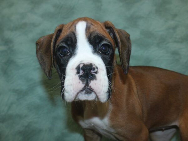 Boxer DOG Female Fawn 18756 Petland Dalton, Georgia