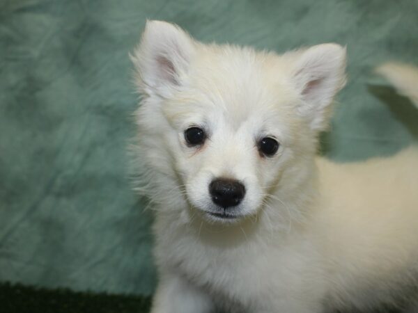 American Eskimo Dog-DOG-Male-White-18755-Petland Dalton, Georgia