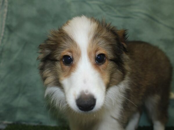 Shetland Sheepdog DOG Female Sable and White 18761 Petland Dalton, Georgia