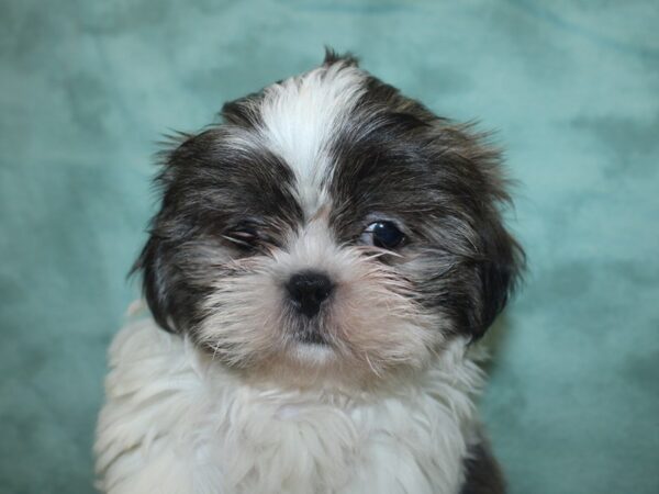 Shih Tzu DOG Male BROWN WHITE 8361 Petland Dalton, Georgia