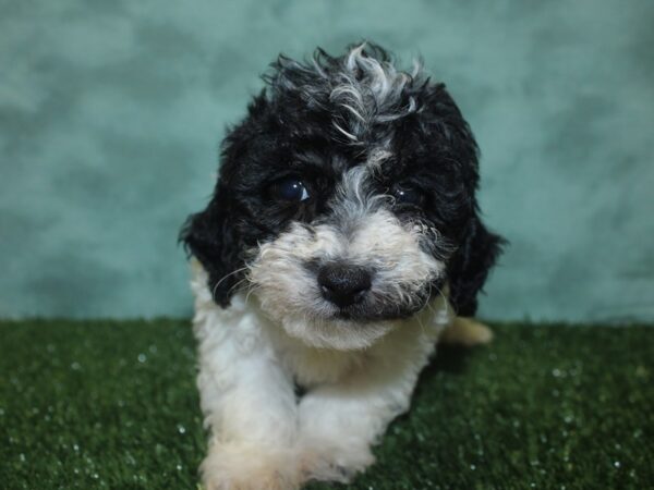 Bichapoo DOG Female BLK WH 8359 Petland Dalton, Georgia