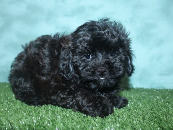 ShizaPoo DOG Female BLACK 8358 Petland Dalton, Georgia