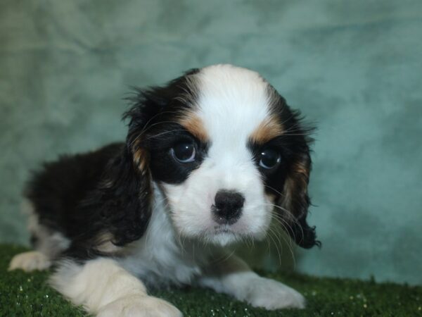 Cavalier King Charles Spaniel DOG Male TRI 8355 Petland Dalton, Georgia