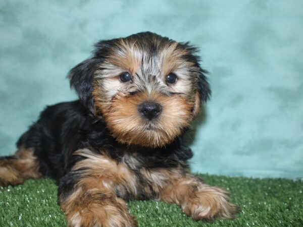 Yorkshire Terrier DOG Male BLK TAN 8353 Petland Dalton, Georgia