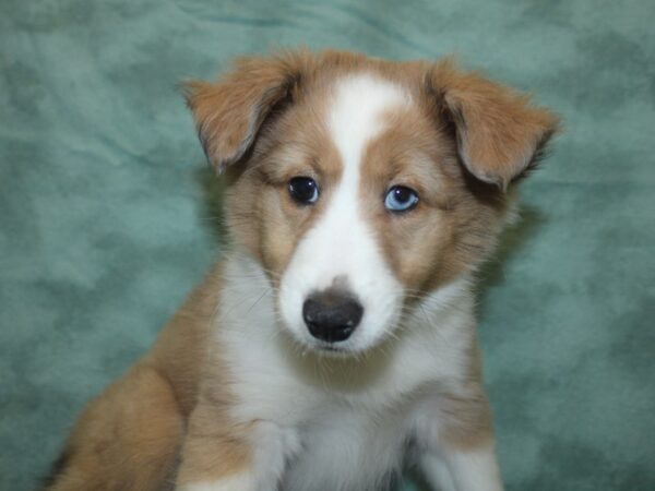 Shetland Sheepdog DOG Male Sable Merle and White 8350 Petland Dalton, Georgia