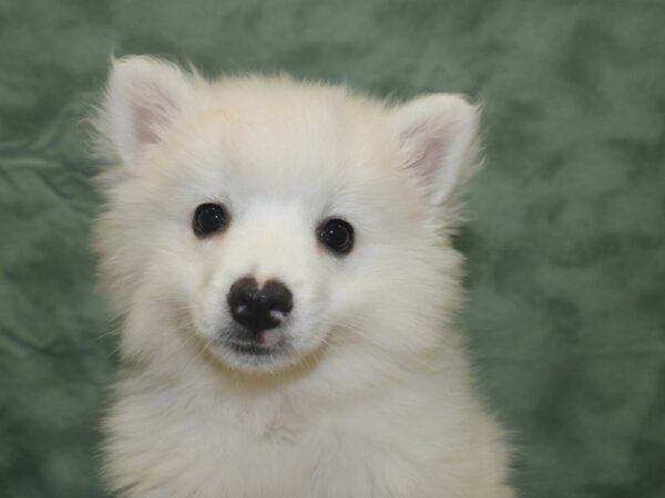 American Eskimo-DOG-Male-White-8349-Petland Dalton, Georgia