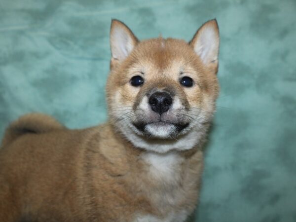 Shiba Inu DOG Male RED 18770 Petland Dalton, Georgia