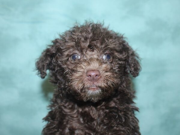 Miniature Poodle DOG Male choc 8363 Petland Dalton, Georgia