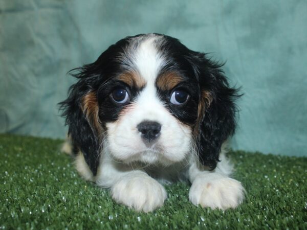 Cavalier King Charles Spaniel DOG Male TRI 18767 Petland Dalton, Georgia