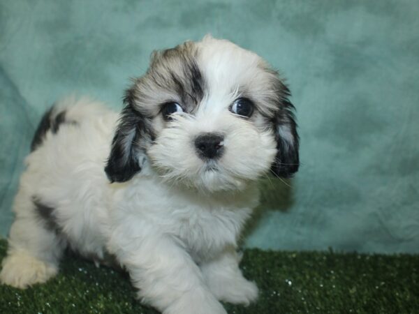 Teddy DOG Male Brown White 18765 Petland Dalton, Georgia