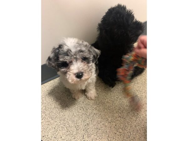 Bichapoo DOG Male BLUE MERLE 18771 Petland Dalton, Georgia