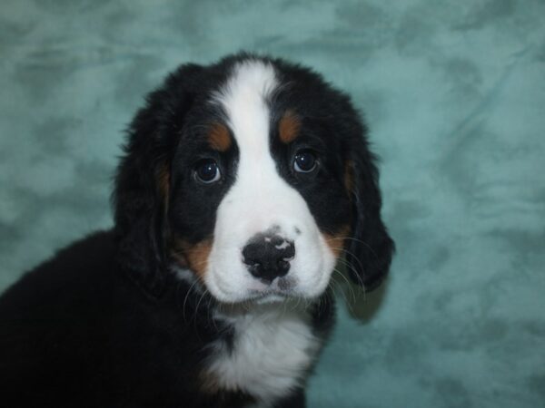 Bernese Mountain Dog DOG Male Black Rust / White 18780 Petland Dalton, Georgia