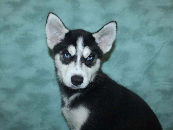 Siberian Husky DOG Male Black / White 18783 Petland Dalton, Georgia