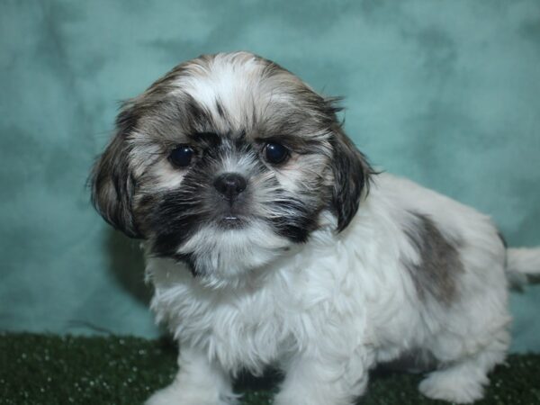 Shih Tzu DOG Female Sable / White 18782 Petland Dalton, Georgia