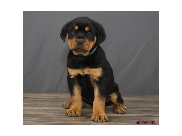 Rottweiler DOG Female Black / Tan 18785 Petland Dalton, Georgia