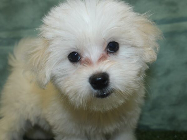 Coton De Tulear DOG Female White 18791 Petland Dalton, Georgia