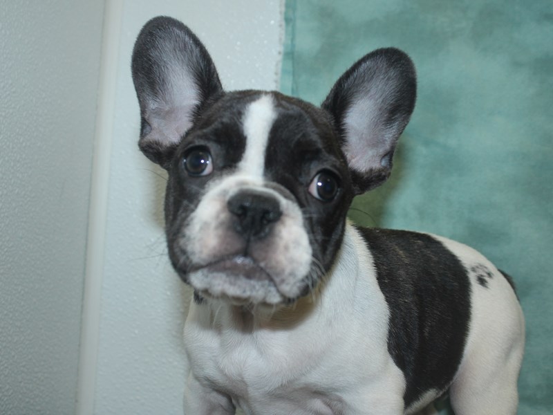 French Bulldog Puppy Brindle and White ID:18786 Located at Petland