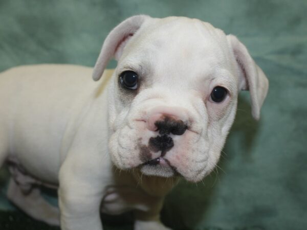 French Bulldog DOG Male Cream 18787 Petland Dalton, Georgia