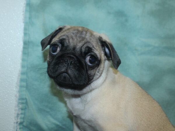 Pug DOG Male Fawn 18788 Petland Dalton, Georgia