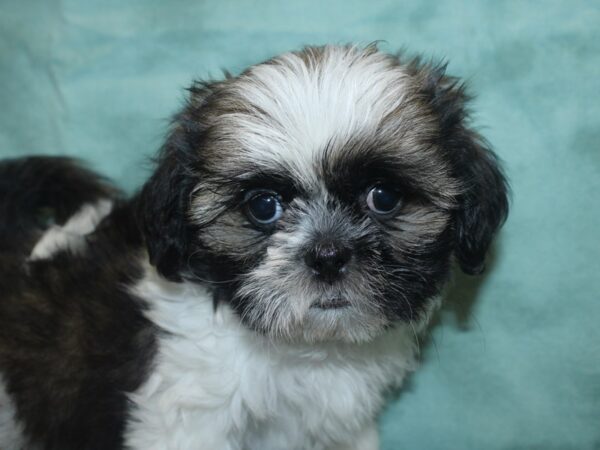 Shih Tzu DOG Male Brindle and White 18789 Petland Dalton, Georgia