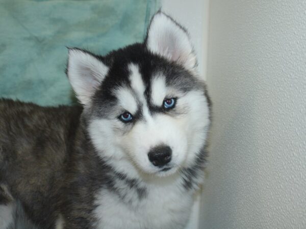 Siberian Husky DOG Female Black Grey and White 18790 Petland Dalton, Georgia