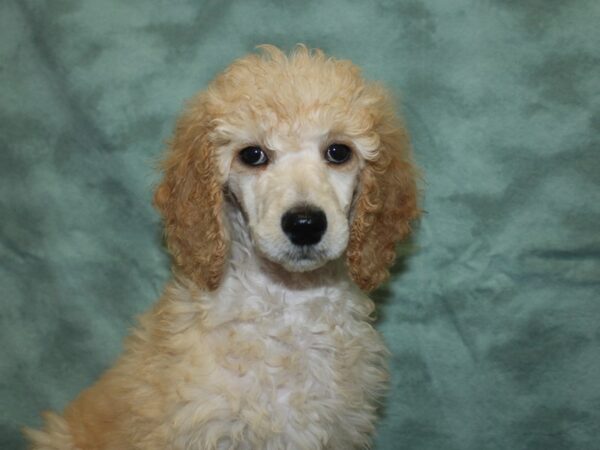 Standard Poodle DOG Female Cream 18794 Petland Dalton, Georgia