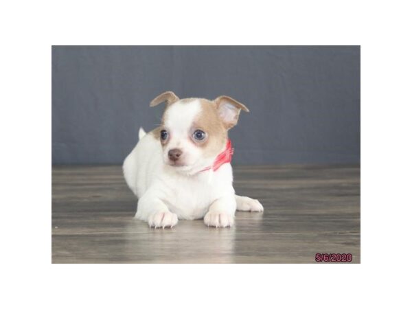 Chihuahua-DOG-Female-Blue Fawn-8369-Petland Dalton, Georgia