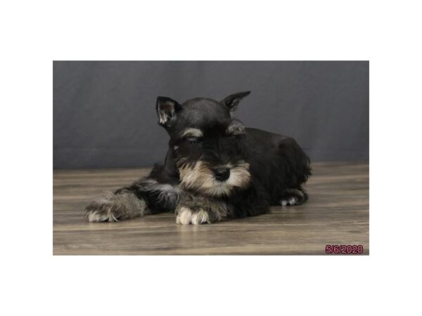 Miniature Schnauzer DOG Female Black / Silver 8370 Petland Dalton, Georgia