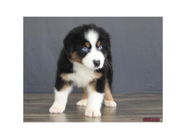 Australian Shepherd DOG Male Black 8372 Petland Dalton, Georgia