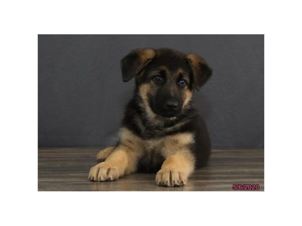 German Shepherd Dog DOG Male Black / Tan 8373 Petland Dalton, Georgia