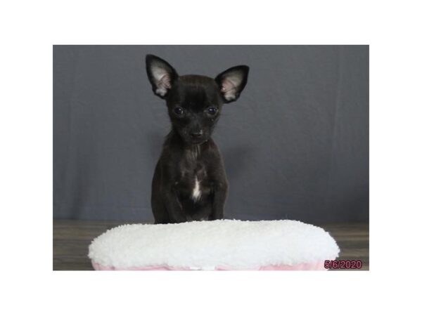 Chihuahua DOG Male Black 8374 Petland Dalton, Georgia