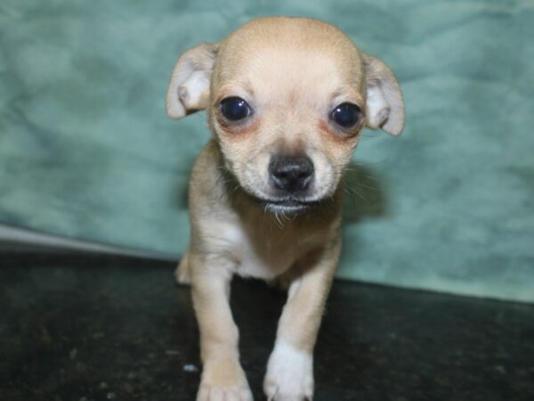 Chihuahua DOG Male Fawn 18801 Petland Dalton, Georgia