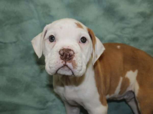 Olde English Bulldog DOG Male Fawn / White 18800 Petland Dalton, Georgia