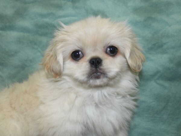 Pekingese DOG Female Cream / White 18799 Petland Dalton, Georgia