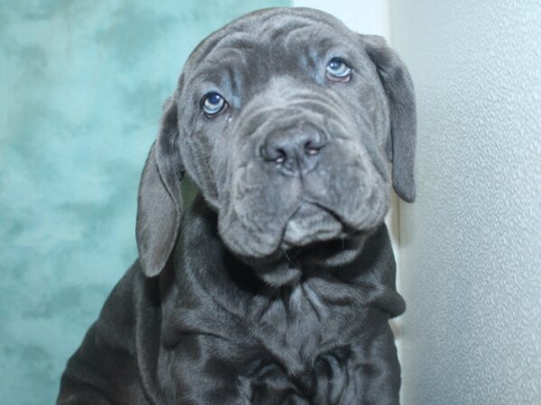 Neapolitan Mastiff DOG Male Blue 18798 Petland Dalton, Georgia