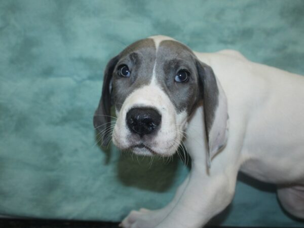 Great Dane DOG Female Blue 18797 Petland Dalton, Georgia