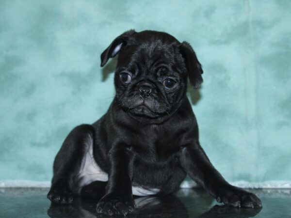 Pug DOG Male BLK 8382 Petland Dalton, Georgia